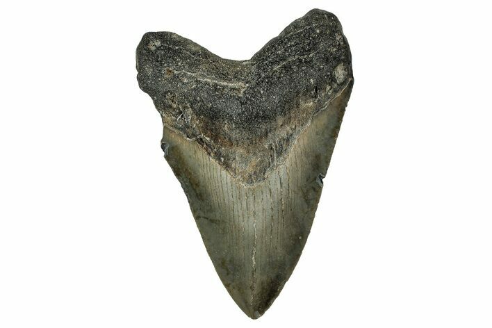 Serrated, Fossil Megalodon Tooth - North Carolina #351170